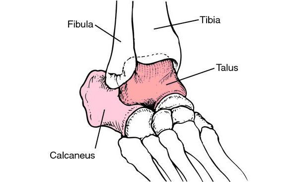 image rappel anatomique articulation cheville pied